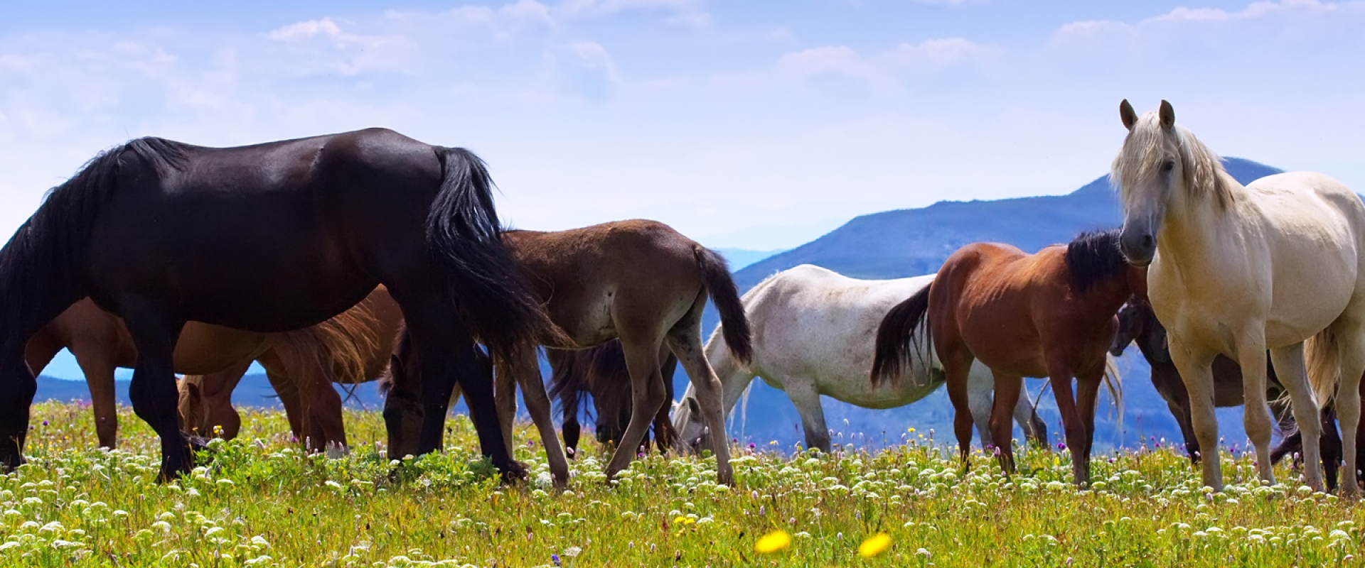 EQUITANA Essen 2025 Exhibition Info & Hotels Travel2Fair