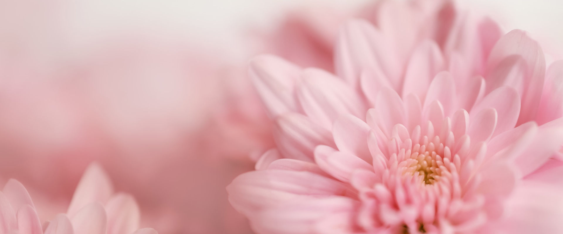 Sandringham Flower Show Sandringham 2025 Exhibition Info & Hotels Travel2Fair