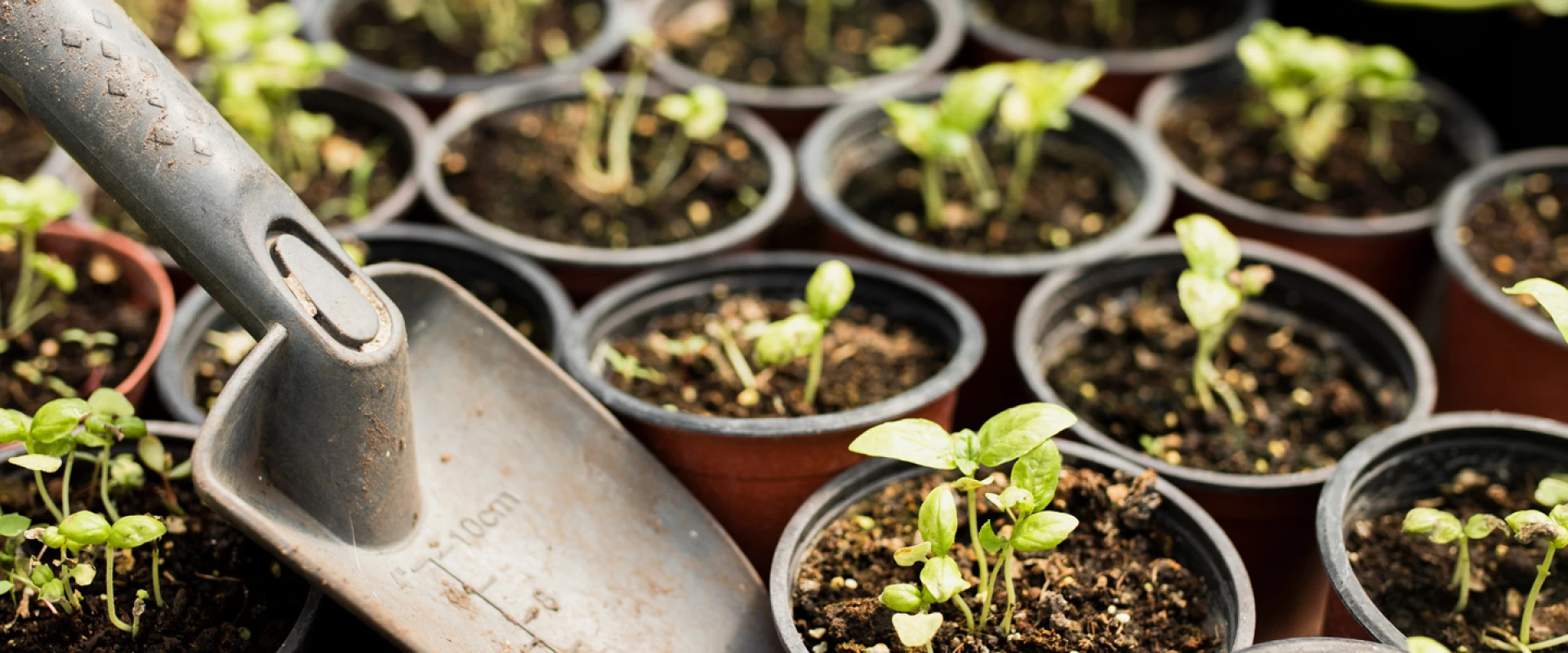 Asia-Pacific Sourcing