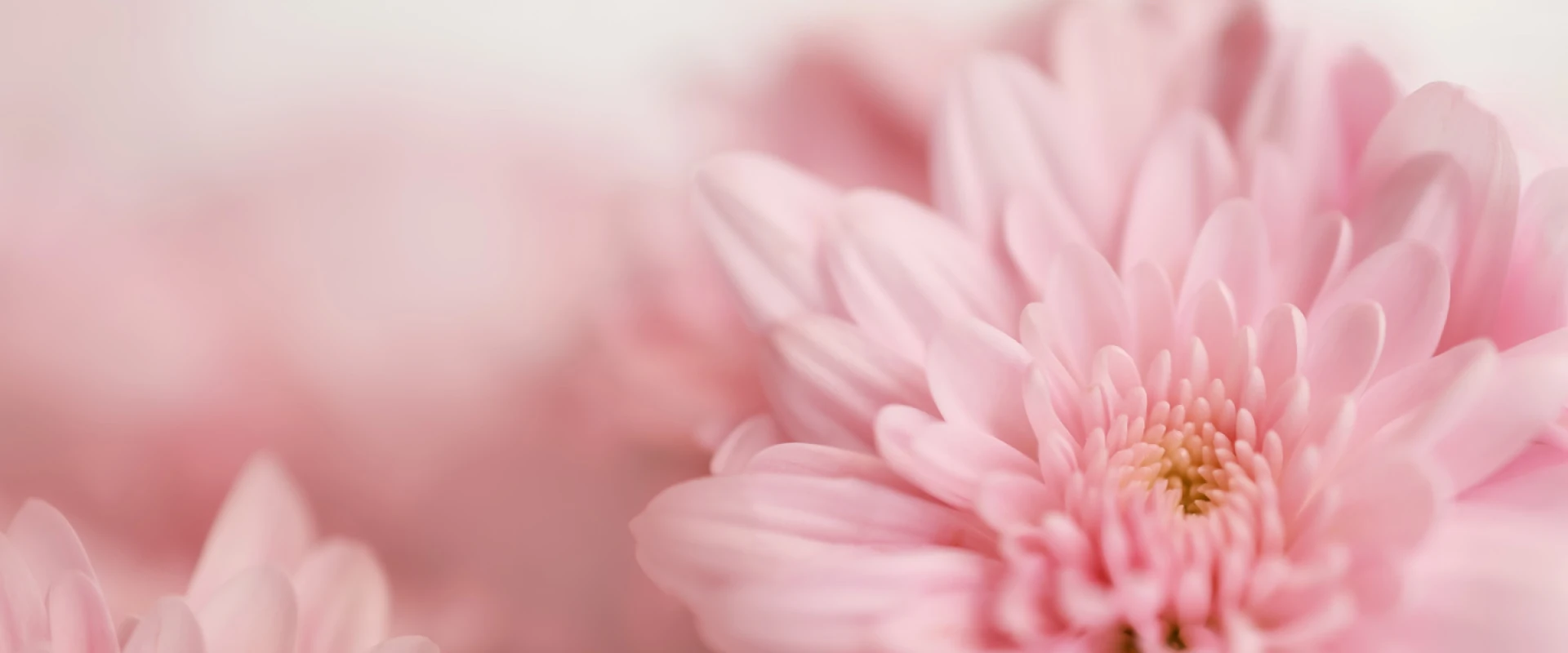Sandringham Flower Show