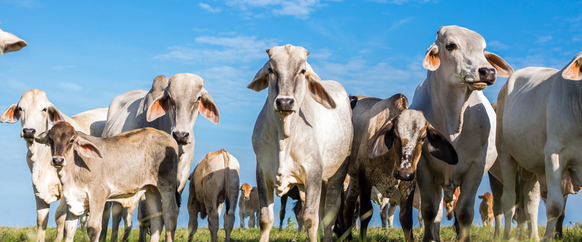 New Forest And Hampshire County Show