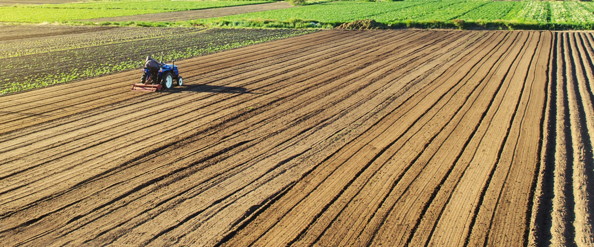 Great Yorkshire Show