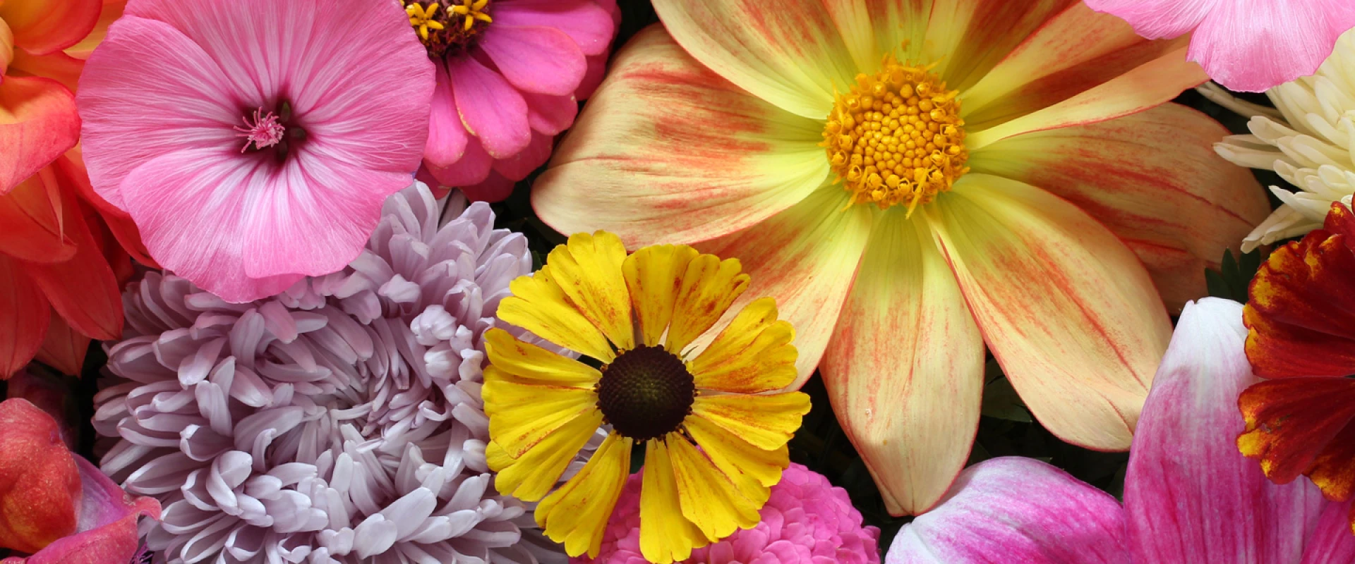 Harrogate Flower Show